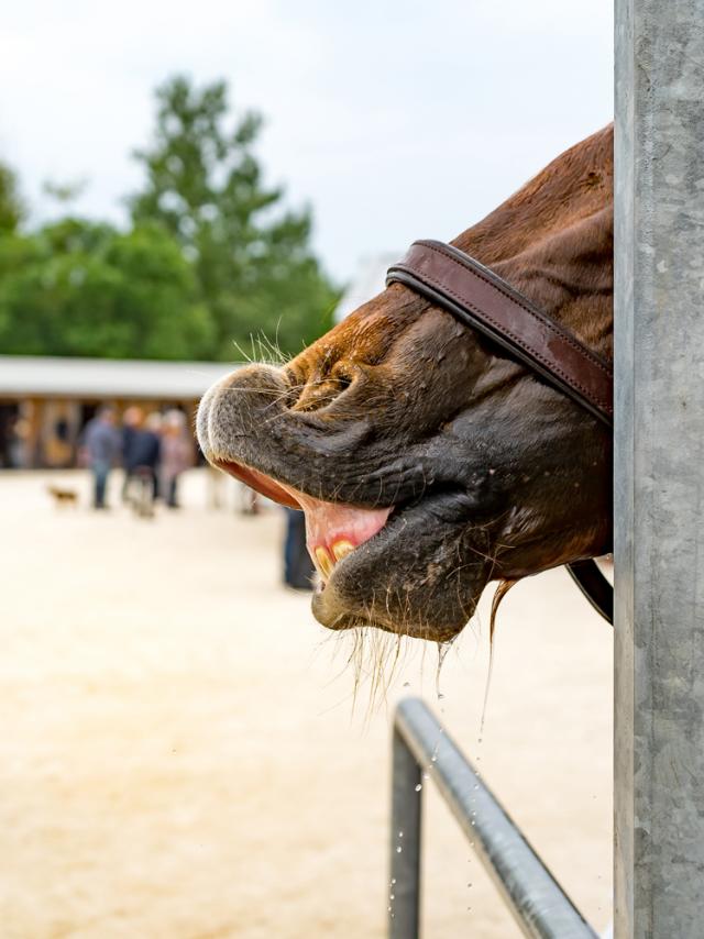 Cursus Hippodroom Chatelaillon Plage