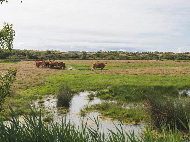 Photographe professionnelle